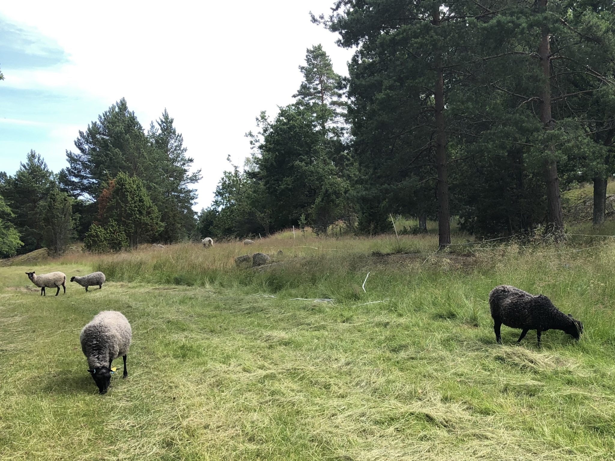 A short hike and overnight camping in Björnö Naturreservat