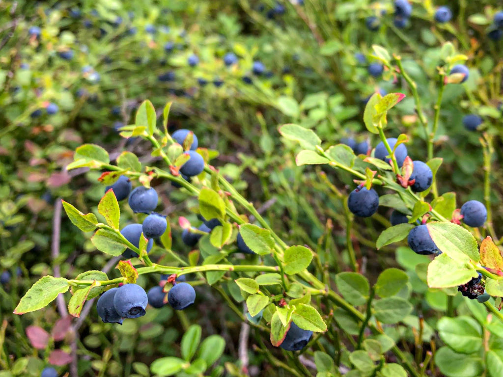 An amazing blueberry patch in Tyresta